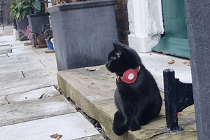 Feisty Kitten Moves Into the Iconic Tower of London—’Queen of the Pawtress’