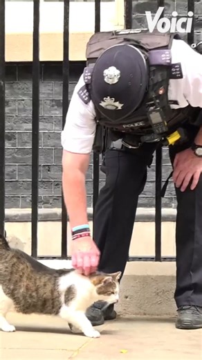 Larry the cat célèbre un anniversaire pas comme les autres : 15 années passées au 10 Downing Street (la résidence officielle et le bureau du Premier ministre du Royaume-Uni, située au cœur de Londres), où ce félin devenu culte veille sur les lieux avec un flegme très britannique. Adopté en 2011 par David Cameron, il a vu défiler les Premiers ministres, accueilli des chefs d’État du monde entier et s’est imposé, à sa manière, comme l’un des visages les plus constants de la vie politique britanniq