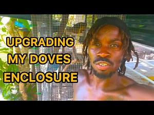 Transforming My Dove Enclosure: A DIY Adventure