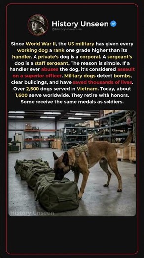 Why Military Dogs Get Ranked Higher Than Their Handlers 🐕🎖️