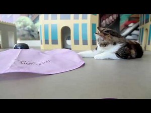 SmartyKat® Hot Pursuit™