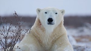 Polar bears are starving, and this video reveals why