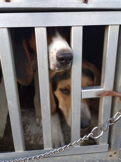 This is our first coon hunting night of the season. We went as a...