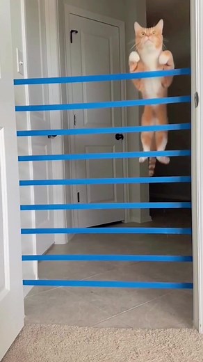 How high can a cat jump?#catsoftiktok #cat #catvideo #funnycat #cute #fyp