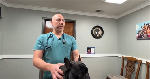 Tips for protecting your pet against pollen and smoke