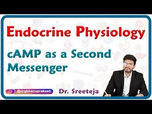 Hormones - cAMP as a second messenger