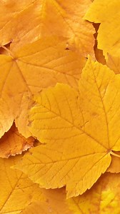 Happy budgets love MVP savings, like our best weekly deals on top of already low prices. | Food Lion | Facebook