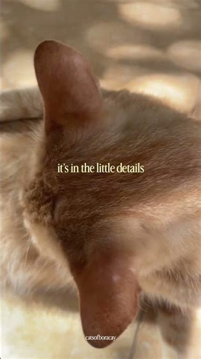 just look at the details 😭🧡🐈 #cat #boracaymoments #gingy #boracayisland #meow #gato #islandlife