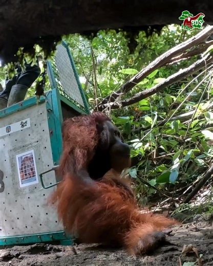 BOS Foundation on Reels