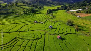 Paddy rice farmland in Northern Thailand, rice field terraces in North Thailand, green rice paddy fields. Terraced Rice Field in Chiangmai Royal Project Khun Pae in the evening light