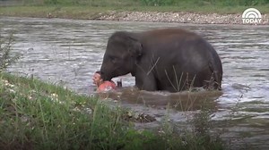 WATCH: This elephant hurried to save a man she thought was in danger! http://on.today.com/1xVfYxe | Today Show
