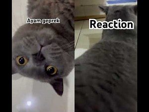 Reaction to most watched vid