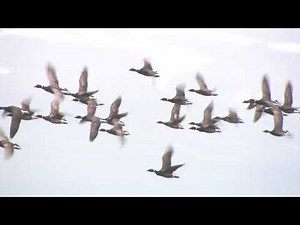 2020 Atlantic Brant Fall Migration