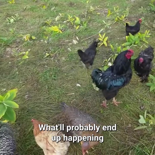 Long Four Days Without Molly, My Barn Cat 💔 | Gold Shaw Farm