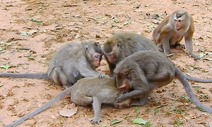 547K views · 2.7K reactions | Very very bad f.i.g.h.t....poor small monkey got a.t.t.a.c.k.i.n.g by many monkeys beat & bite so cruel | Animals JoJo Family | Facebook