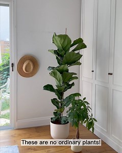 8.2K reactions · 881 shares | Stop killing plants... Transform your space with easyplant's self-watering plants! 華 These low-maintenance beauties make it easy to bring a touch of nature indoors, even if you don't have the greenest thumb. Don't miss out on the chance to add some life to your home or office! | Mixtiles Decor Ideas | Facebook