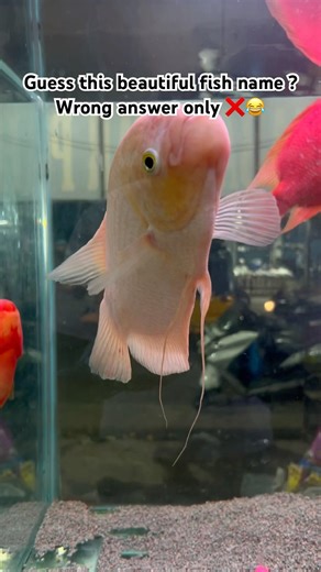 #shorts #arowana #monsterfish #aquariumlife #fishattack #trending #viralshorts #predatorfish #fish