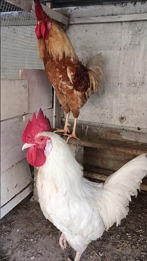 Adorable Rooster Crowing Sounds | Amazing Rooster Crowing Loudly | shorts🐓💕