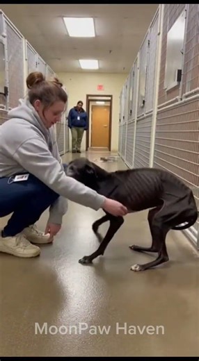 The Starving Dog Who Cried When She Reached for Him #shelterdog #dogrescue #hearttouching