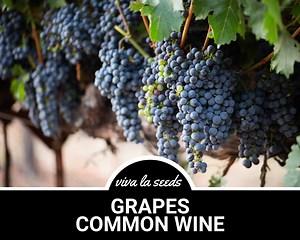 Grapes, Wine Common | 35 Seeds | Heirloom | Non-gmo | Vitis Vinifera - Etsy