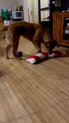 17 reactions | Safe to say she loves her new toy  | Robin Elizabeth | Facebook