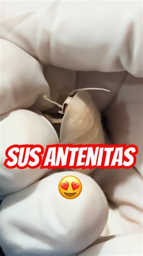 This little cockroach is so cute 😍😅 #chameleon #reptiles #chameleons #pets