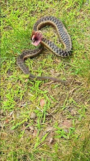 Eastern garter snake (Thamnophis sirtalis sirtalis)