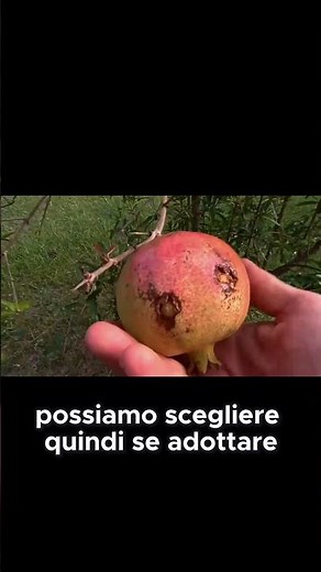 Forme di allevamento del melograno | GUARDA IL VIDEO COMPLETO