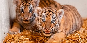 Toledo Zoo announces contest to name new tiger cubs