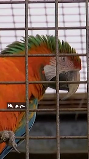 14K views · 198 reactions | Feeding Macaulay The Talking Parrot | Real Wild | Facebook