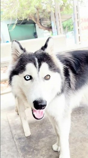 Husky Talks Back Every Time 😂 One Word From Owner, Two Words Back! #husky