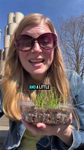 Do You Have To Harden Off Your Onions and Leeks?