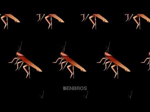 Dancing Cockroach Squad