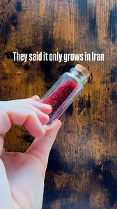 15K views · 77 reactions | They love to say saffron only belongs to Iran or Spain. Truth is… we’re growing it right here in the USA—and it’s thriving.  So why the myth? Because the less YOU know, the more THEY profit. Stop importing mystery spice when you can grow your own gold at home. | Shesrootedhomesaffron | Facebook