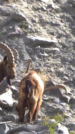 7.4K views · 103 reactions | Himalayan Ibex Big trophy  Guess the Size  #hunting #hunters #huntingseason #conservation #conservationmatters #sheep #ibex #trendingreel #viralreelschallenge | Hunza Travelopedia | Facebook