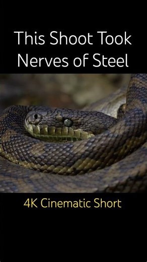 Wild Python in Stunning Cinametic Detail (4K Close-Up) #wildlife #cinematic