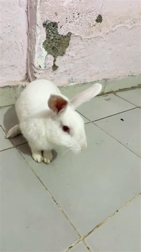 This Bunny Knows How Cute It Is 🐰😌”