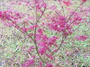Dune Lane Nursery Japanese Maples