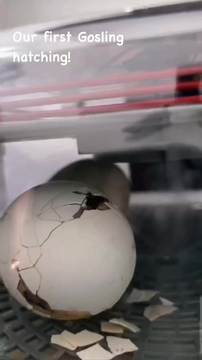 17K views · 753 reactions | I live streamed this on the clock app with 5k people watching and thankfully someone screen recorded it for me! #farm #farming #farmlife #homestead #homesteading | The Hot Mess Homestead | Facebook