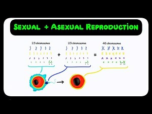 GCSE Biology AQA - Sexual & Asexual Reproduction