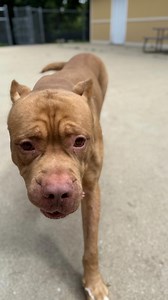 🚨**URGENT RESCUE PLEA: Extra-Large Dog in Need of Immediate Help** 🚨 This gentle giant has a heart just as big as his body — but sadly, he’s outgrown our shelter in every way. Currently housed in a kennel *far too small* for his XXL frame, this sweet boy is not only uncomfortable but facing multiple medical needs. He’s in need of **neutering** and has **several broken teeth** that may require removal. It’s simply not fair for him to undergo surgery and recover in a stressful, undersized kennel