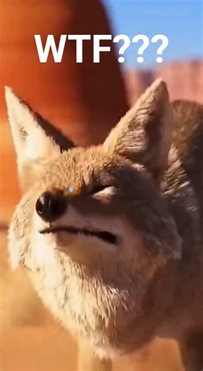 This Coyote Had No Idea What Was On His Head