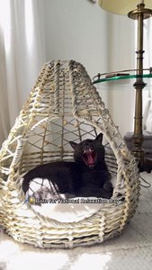 Celebrate by doing absolutely nothing.​ #relaxationday #freshstep #zzzz #zen | Fresh Step Litter