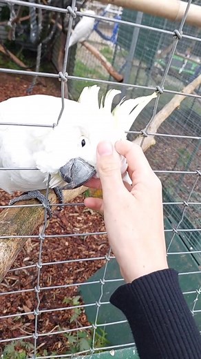 Discover the Charm of Exotic Birds with a Captivating Cockatoo