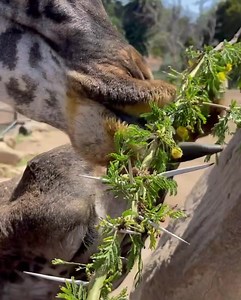 3.5K views · 315 reactions | The leaves of an acacia tree are a large...