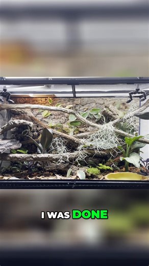 My Emerald Tree Skink enclosure 3 years later! #skink #reptiles #lizard | Daffy's Reptiles | Facebook