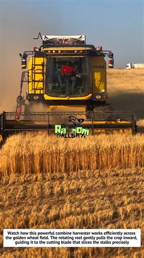 Modern Combine Harvester in Action 🚜 Massive Wheat Harvesting Process That Amazes the World!