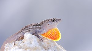 Wildlife Cinematography Reel 2023