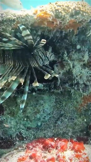 Big Beautiful Fish Swimming Gracefully | Stunning Underwater Wildlife Video