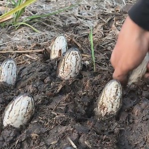 6.3M views · 59K reactions | Catching Snake-head fish in Dry Season! | Snake Island | Facebook